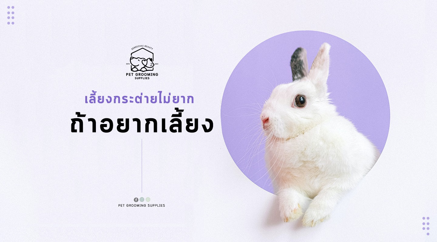 เลี้ยงกระต่ายไม่ยาก ถ้าอยากเลี้ยง