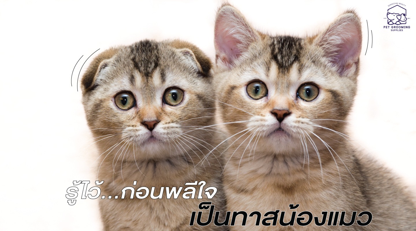 รู้ไว้ก่อนพลีใจเป็นทาสน้องแมว