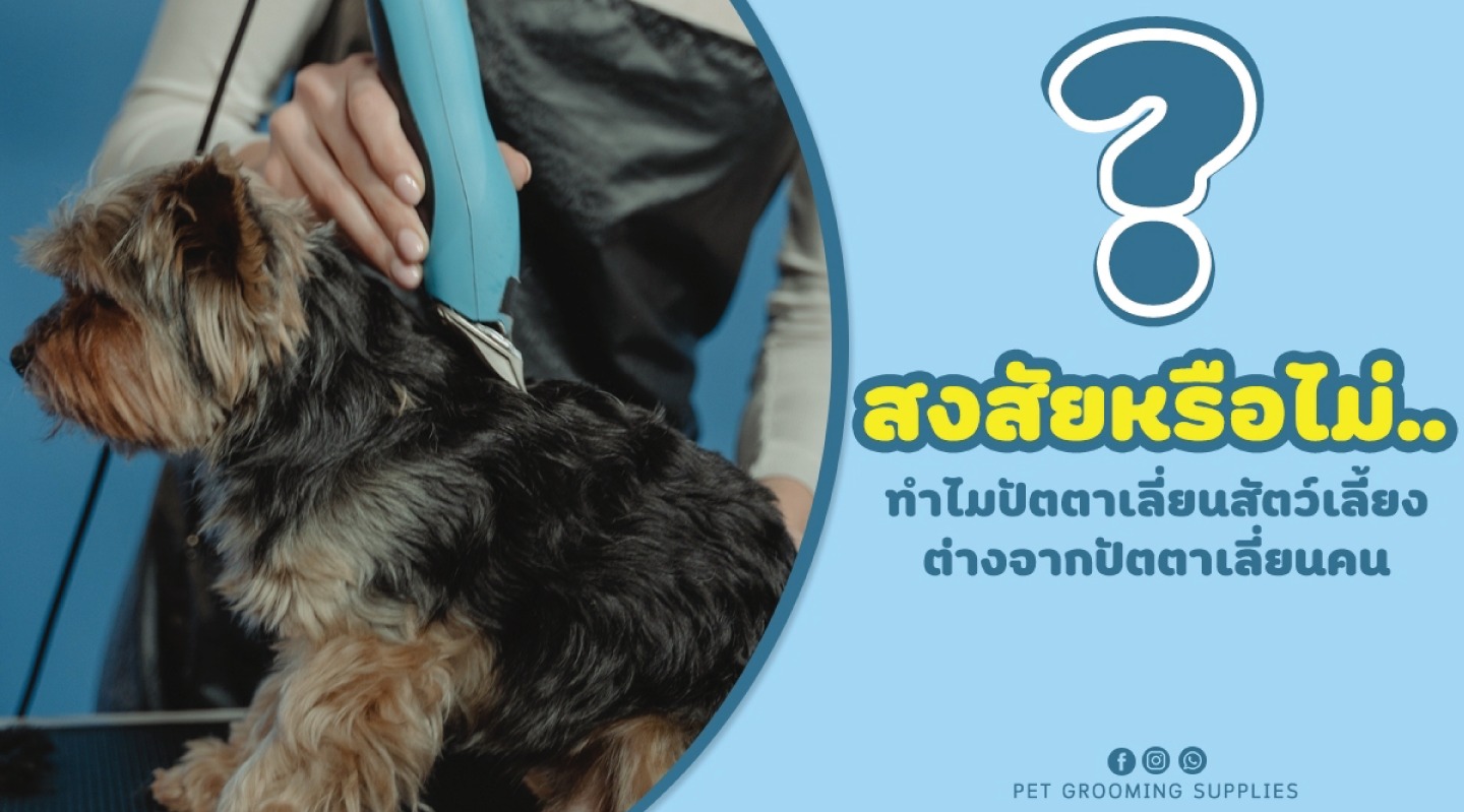 สงสัยหรือไม่..ทำไมปัตตาเลี่ยนสัตว์เลี้ยงต่างจากปัตตาเลี่ยนคน