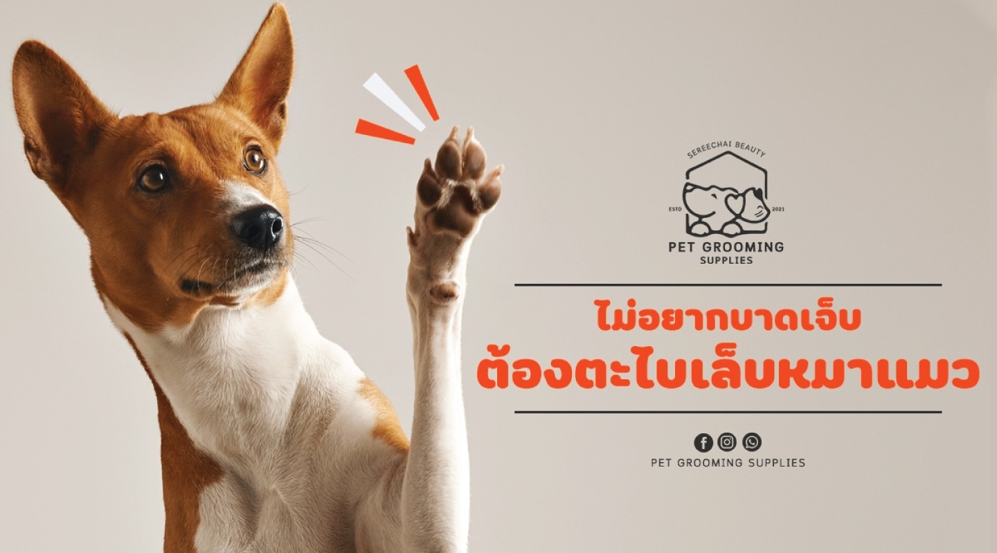 ไม่อยากบาดเจ็บต้องตะไบเล็บหมาแมว
