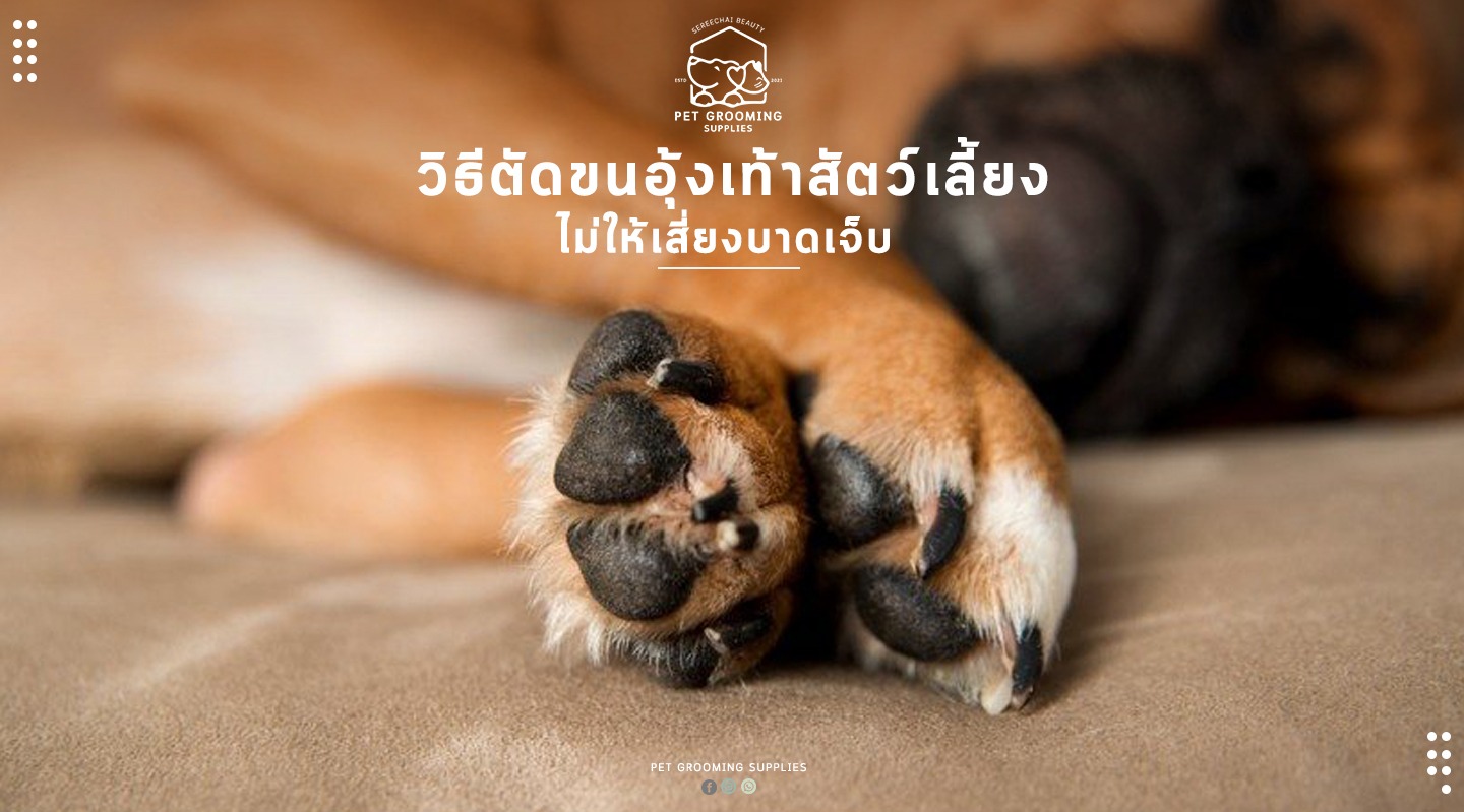 วิธีตัดขนอุ้งเท้าสัตว์เลี้ยง ไม่ให้เสี่ยงบาดเจ็บ