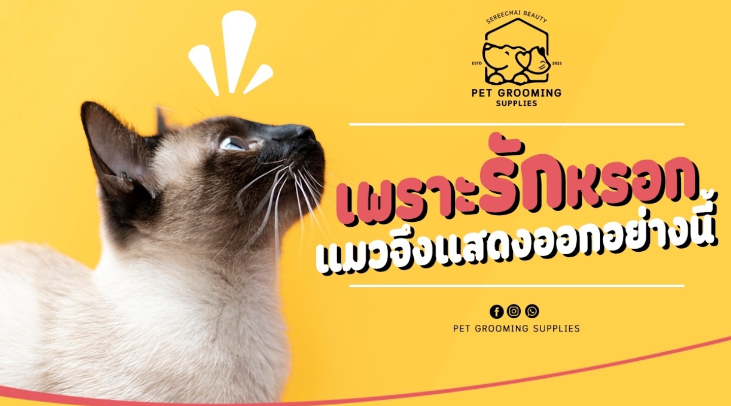 เพราะรักหรอก แมวจึงแสดงออกอย่างนี้