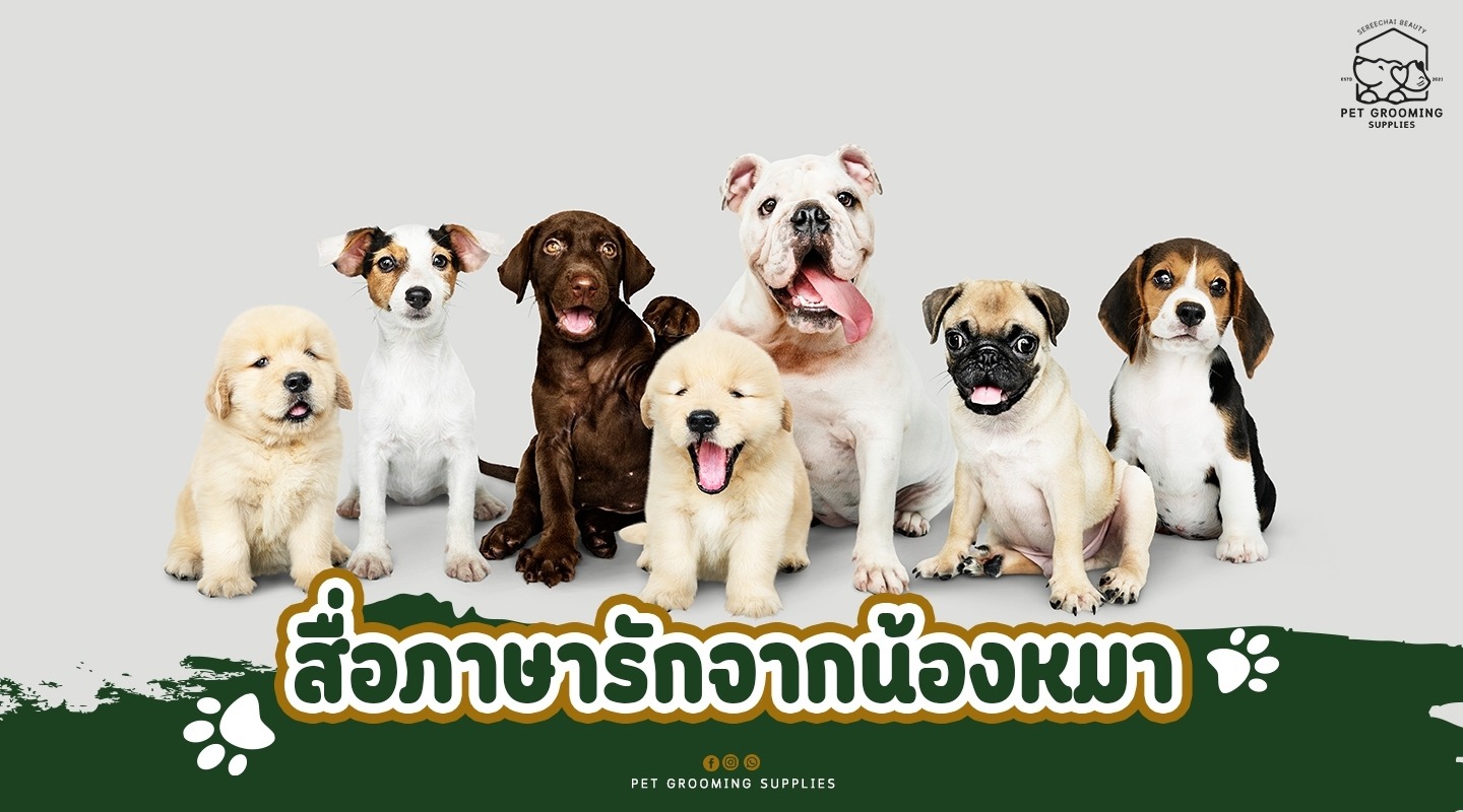 สื่อภาษารักจากน้องหมา