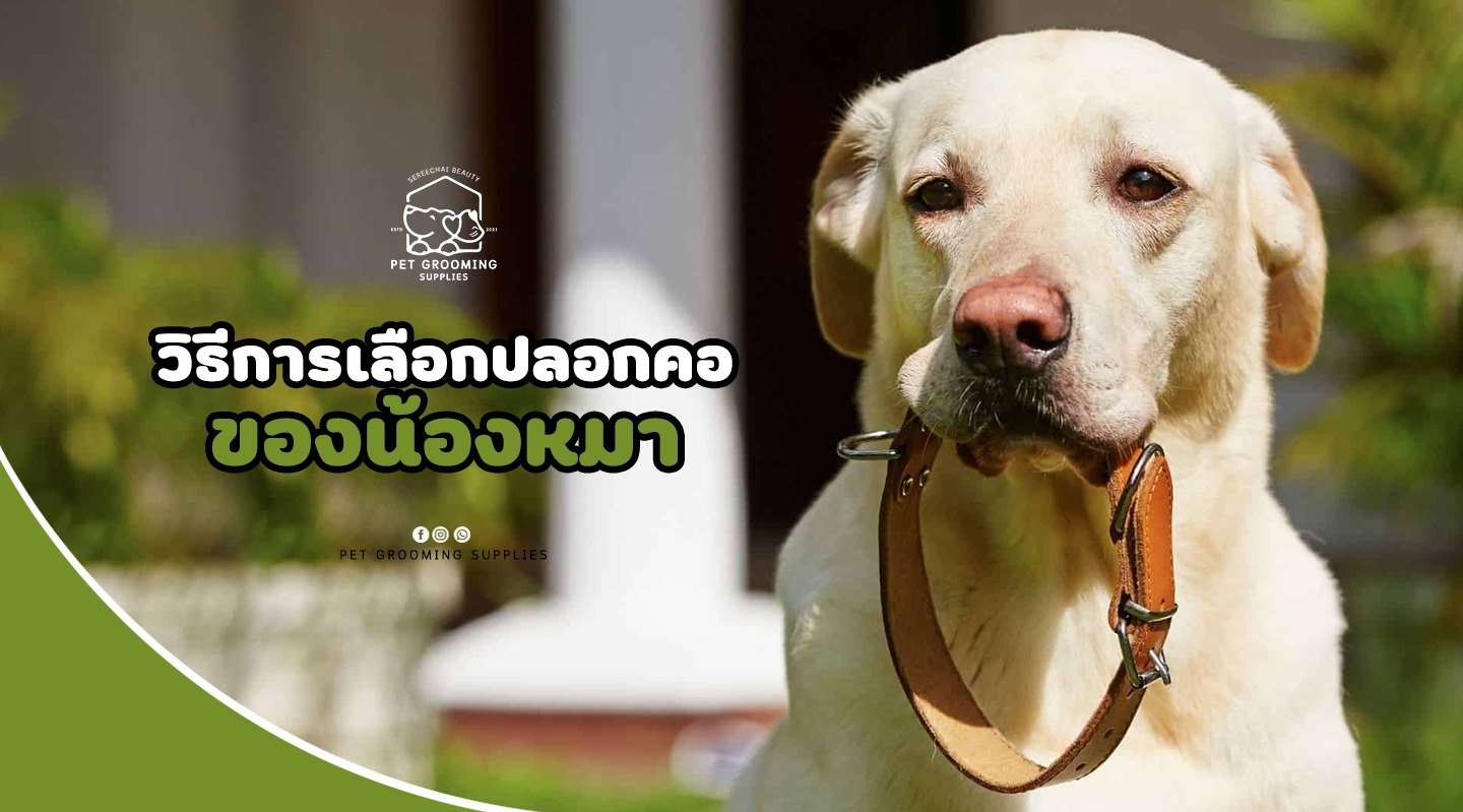 วิธีการเลือกปลอกคอของน้องหมา